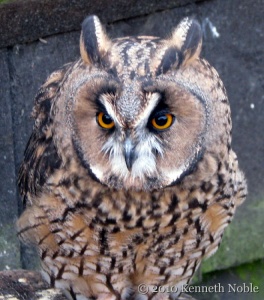 long-eared owl (Asio otus) Kenneth Noble